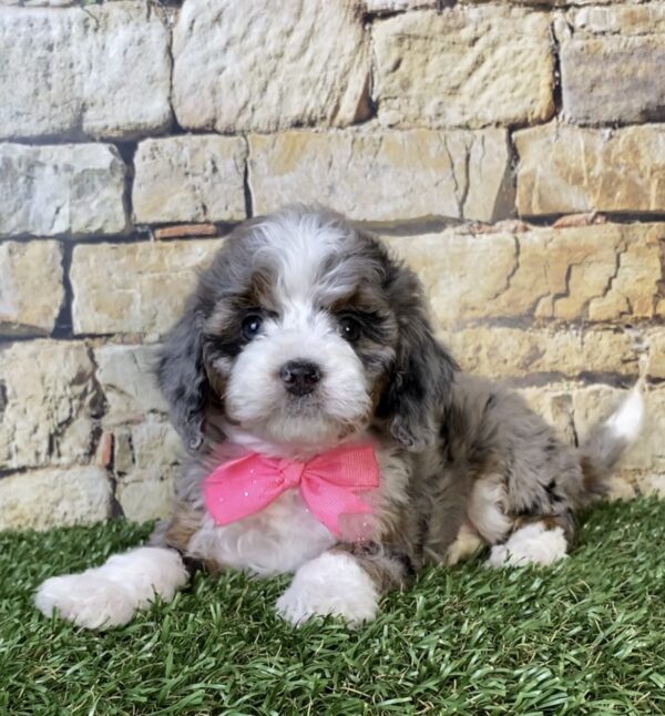 Photo of Ms. Tinsel the F1B Micro Mini-Bernedoodle puppy