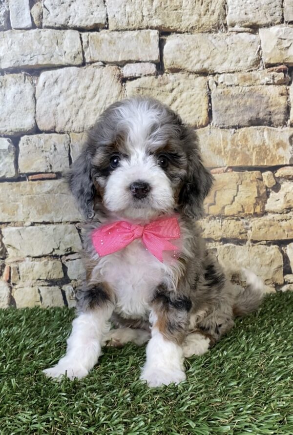 Photo of Ms. Tinsel the F1B Micro Mini-Bernedoodle puppy