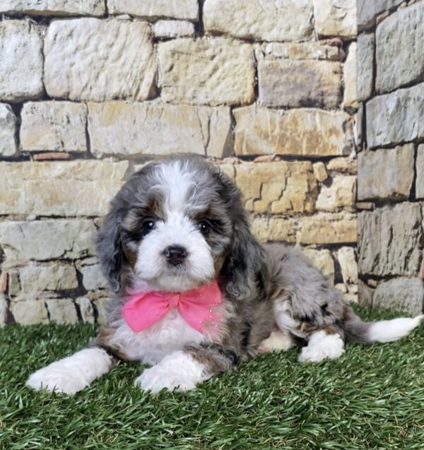 Photo of Ms. Tinsel the F1B Micro Mini-Bernedoodle puppy