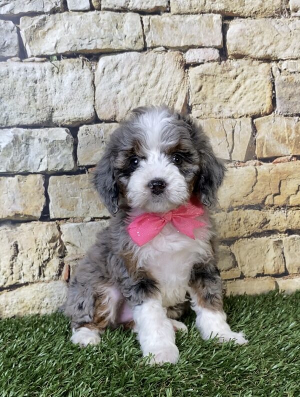 Photo of Ms. Tinsel the F1B Micro Mini-Bernedoodle puppy