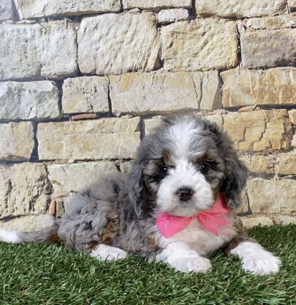 Photo of Ms. Tinsel the F1B Micro Mini-Bernedoodle puppy