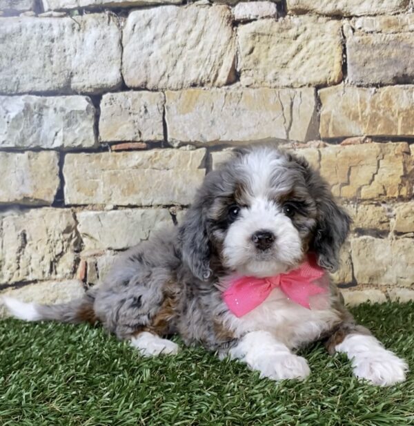 Photo of Ms. Tinsel the F1B Micro Mini-Bernedoodle puppy