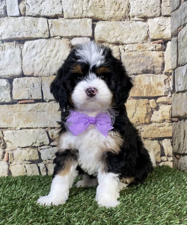 Ms. Tracy the F1B Micro Mini-Bernedoodle puppy