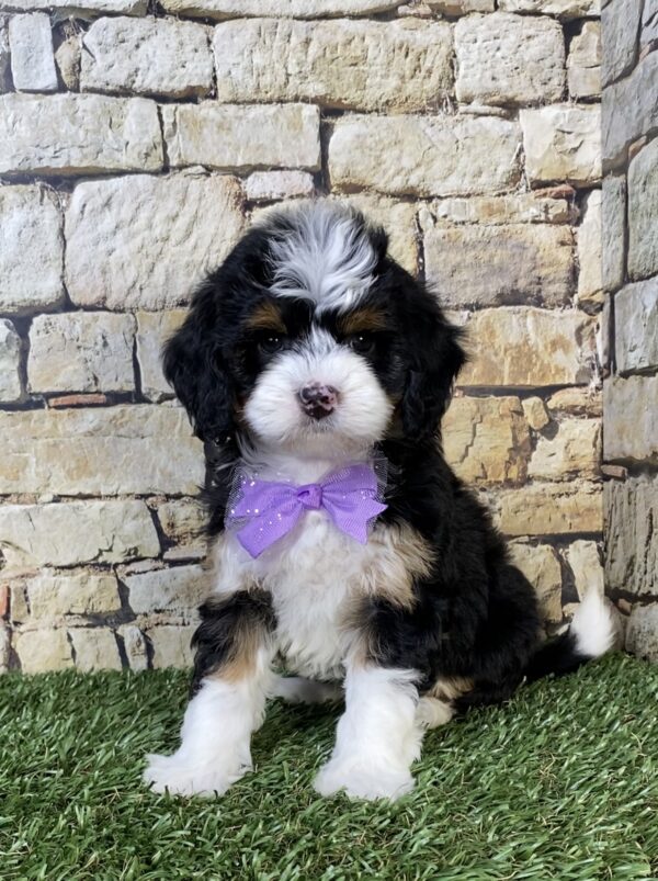 Photo of Ms. Tracy the F1B Micro Mini-Bernedoodle puppy