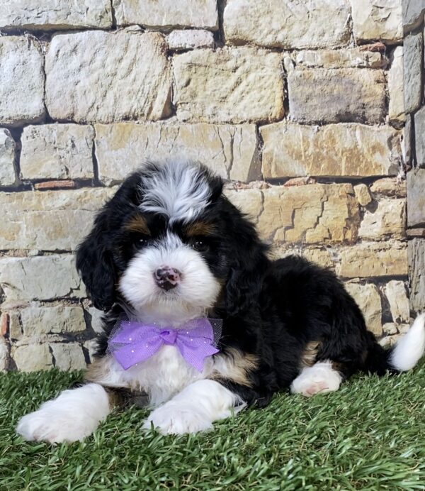 Photo of Ms. Tracy the F1B Micro Mini-Bernedoodle puppy