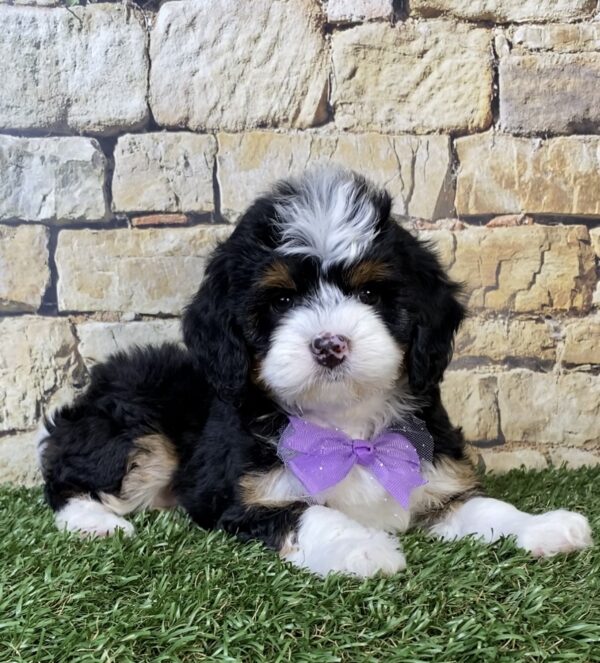 Photo of Ms. Tracy the F1B Micro Mini-Bernedoodle puppy