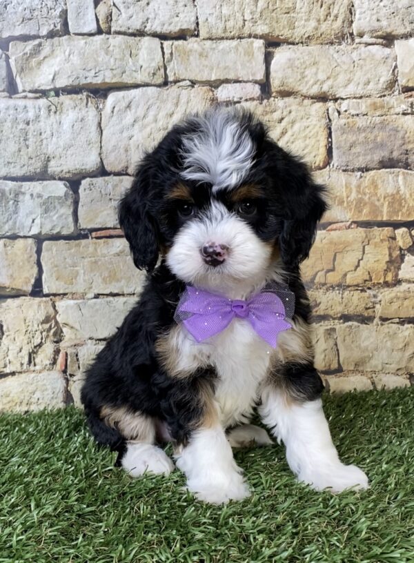 Photo of Ms. Tracy the F1B Micro Mini-Bernedoodle puppy