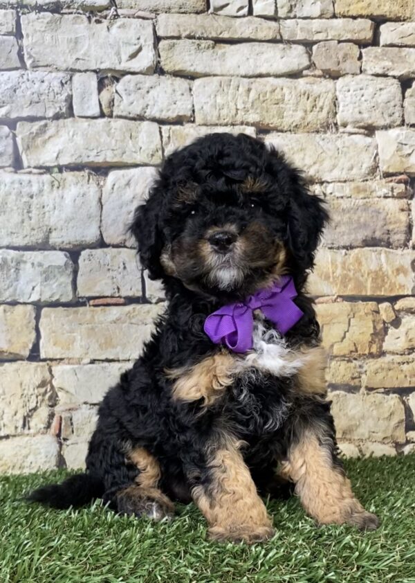 Ms. Treasure the F1B Micro Mini-Bernedoodle puppy