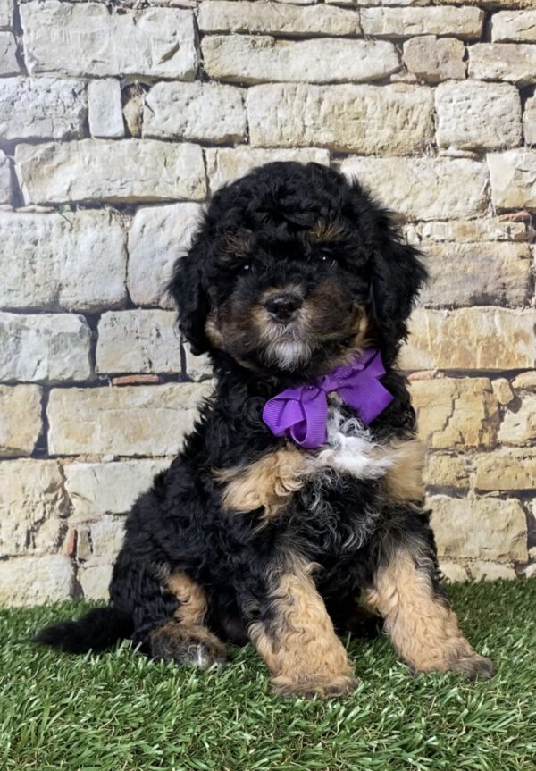 Photo of Ms. Treasure the F1B Micro Mini-Bernedoodle puppy