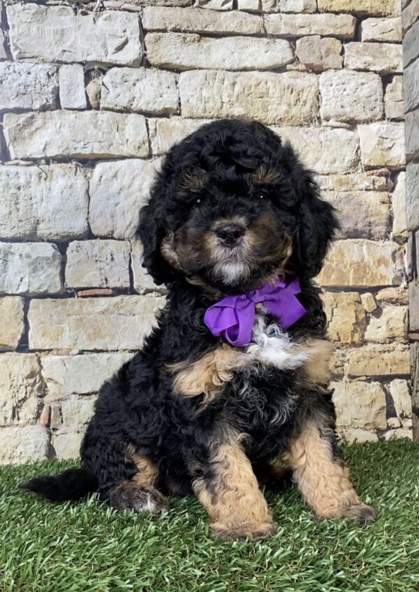 Photo of Ms. Treasure the F1B Micro Mini-Bernedoodle puppy