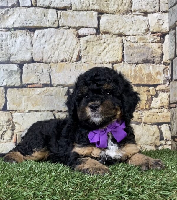 Photo of Ms. Treasure the F1B Micro Mini-Bernedoodle puppy
