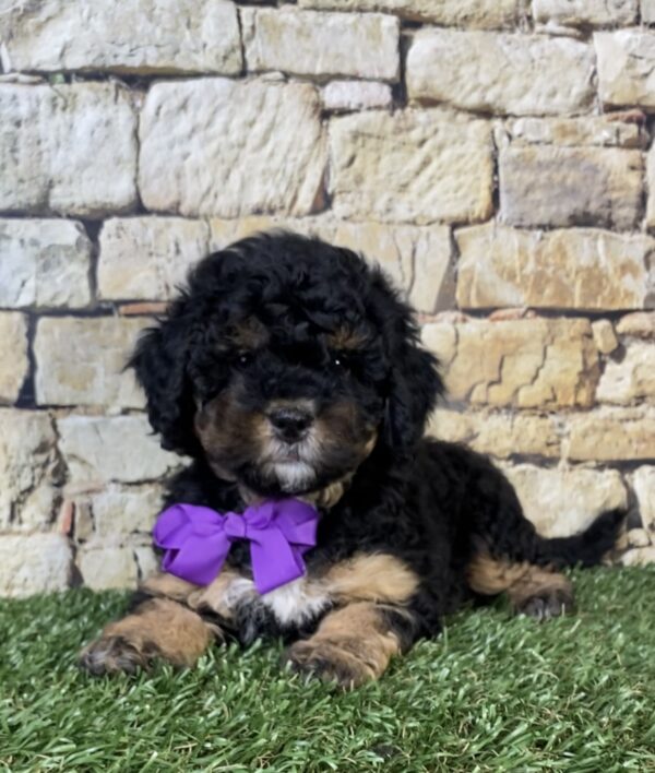 Photo of Ms. Treasure the F1B Micro Mini-Bernedoodle puppy