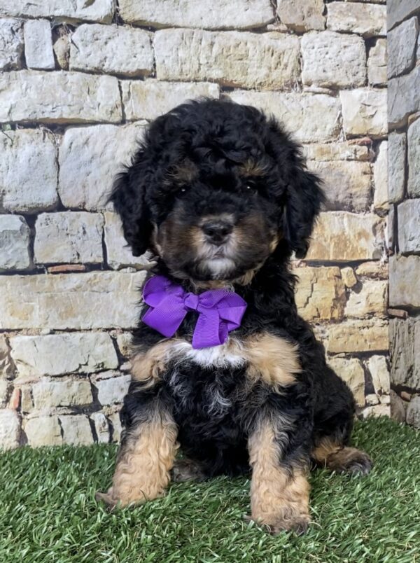 Photo of Ms. Treasure the F1B Micro Mini-Bernedoodle puppy