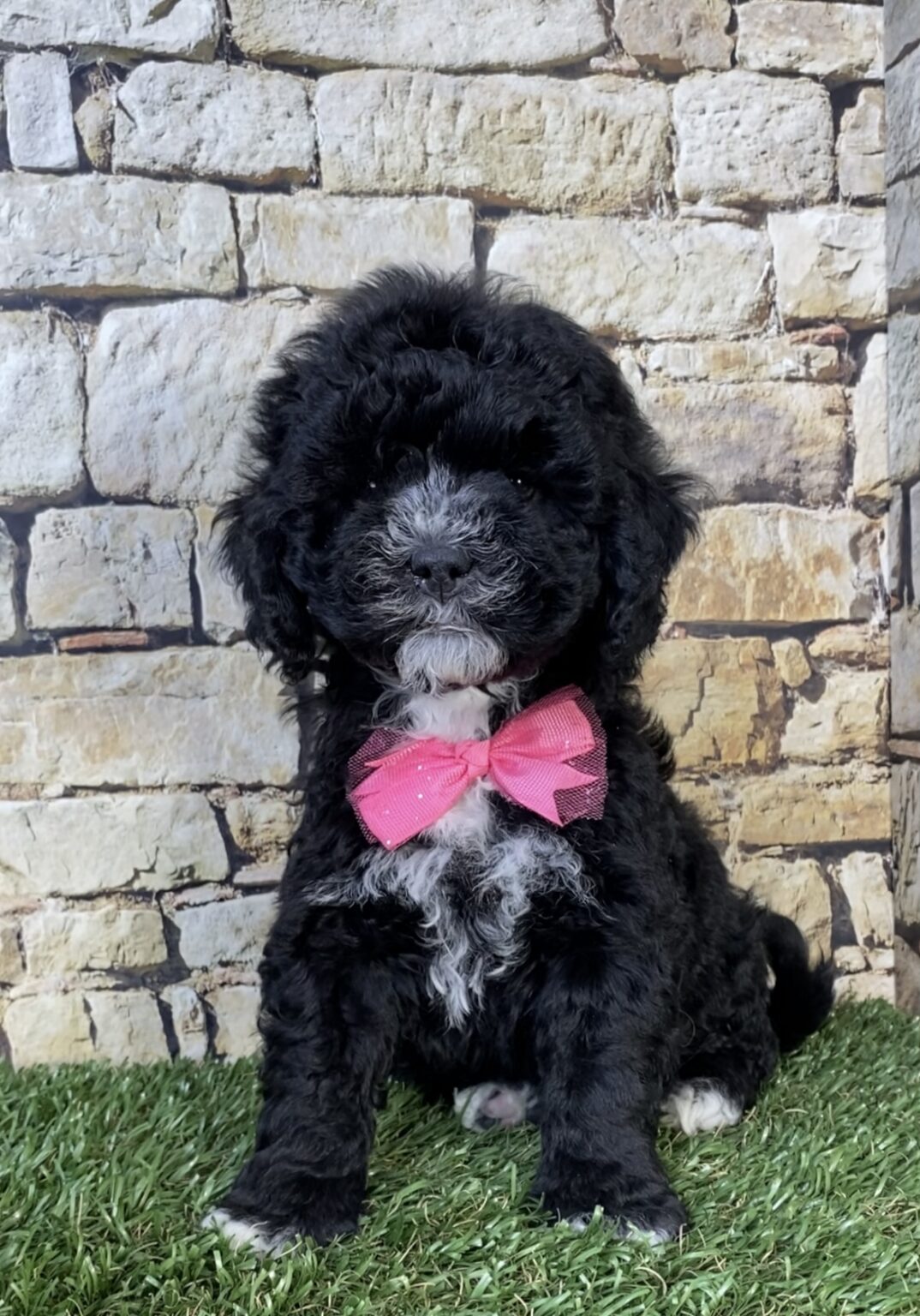 Photo of Ms. Twinkle the F1B Micro Mini-Bernedoodle puppy