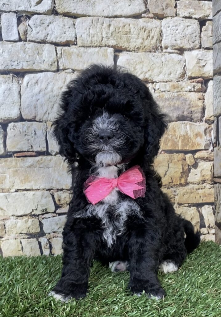 Photo of Ms. Twinkle the F1B Micro Mini-Bernedoodle puppy