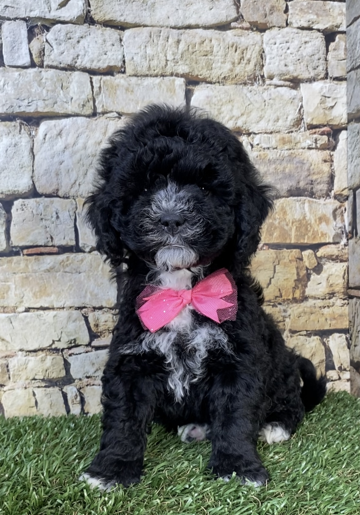 Photo of Ms. Twinkle the F1B Micro Mini-Bernedoodle puppy