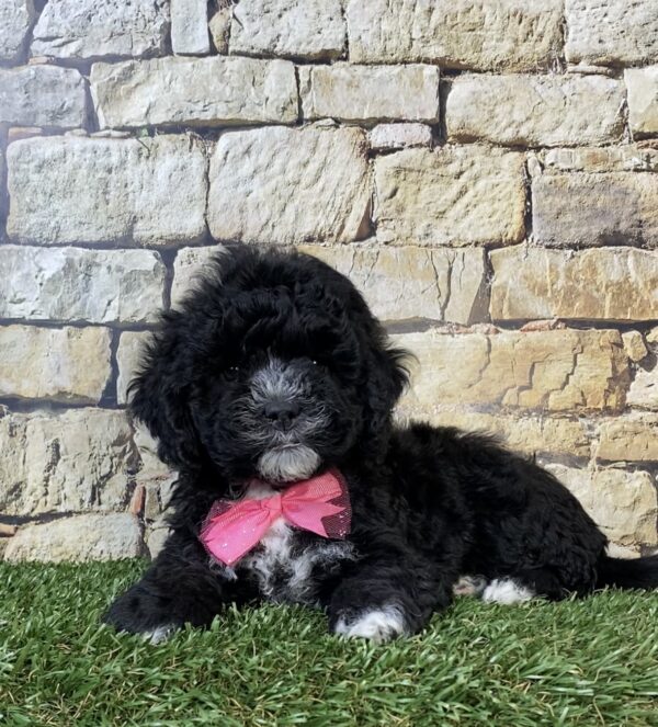 Photo of Ms. Twinkle the F1B Micro Mini-Bernedoodle puppy