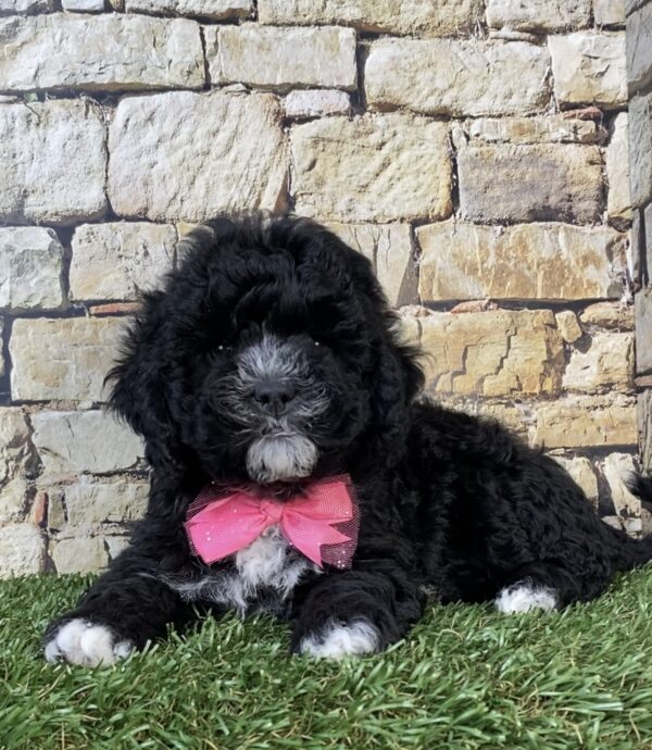 Photo of Ms. Twinkle the F1B Micro Mini-Bernedoodle puppy