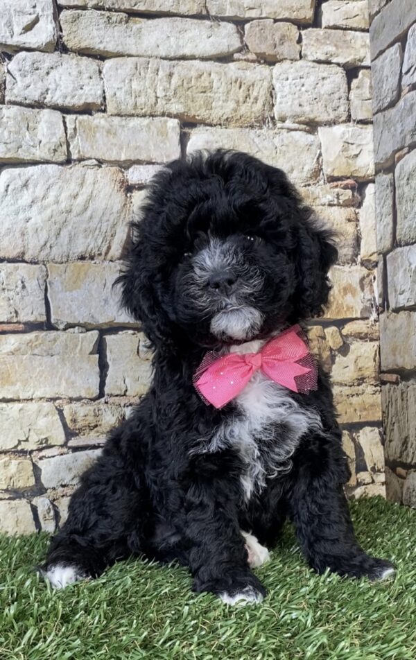 Photo of Ms. Twinkle the F1B Micro Mini-Bernedoodle puppy