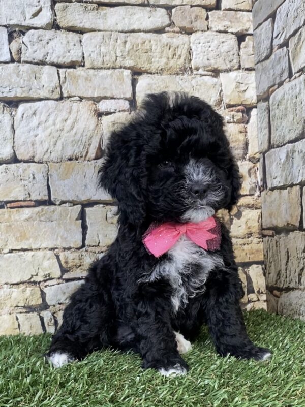 Photo of Ms. Twinkle the F1B Micro Mini-Bernedoodle puppy