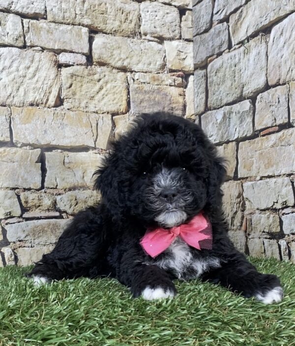 Photo of Ms. Twinkle the F1B Micro Mini-Bernedoodle puppy