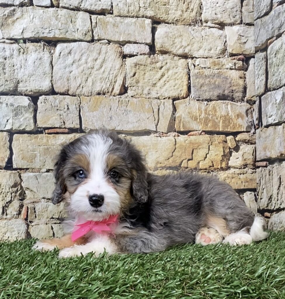 Photo of Ms. Waffles the F1B Micro Mini-Bernedoodle puppy