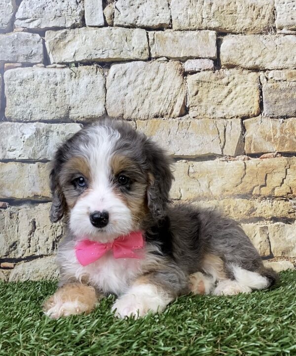 Photo of Ms. Waffles the F1B Micro Mini-Bernedoodle puppy