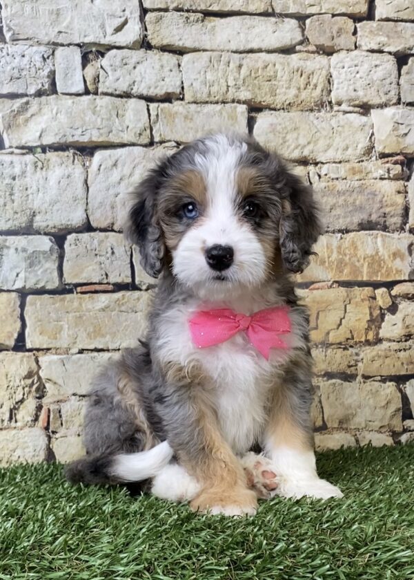 Photo of Ms. Waffles the F1B Micro Mini-Bernedoodle puppy