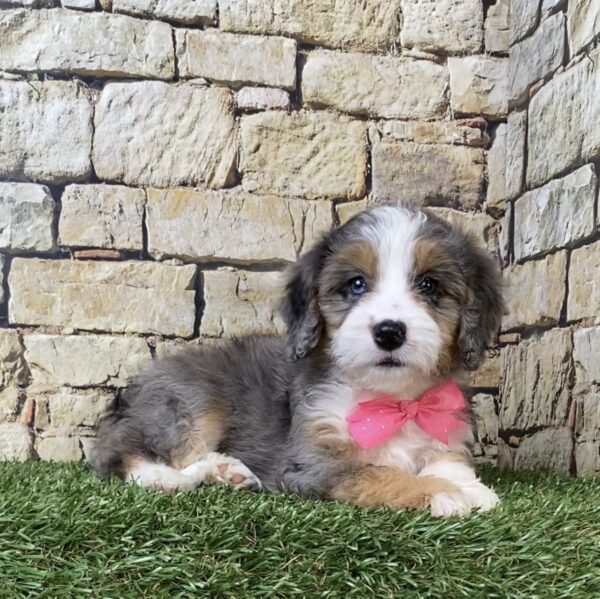 Photo of Ms. Waffles the F1B Micro Mini-Bernedoodle puppy
