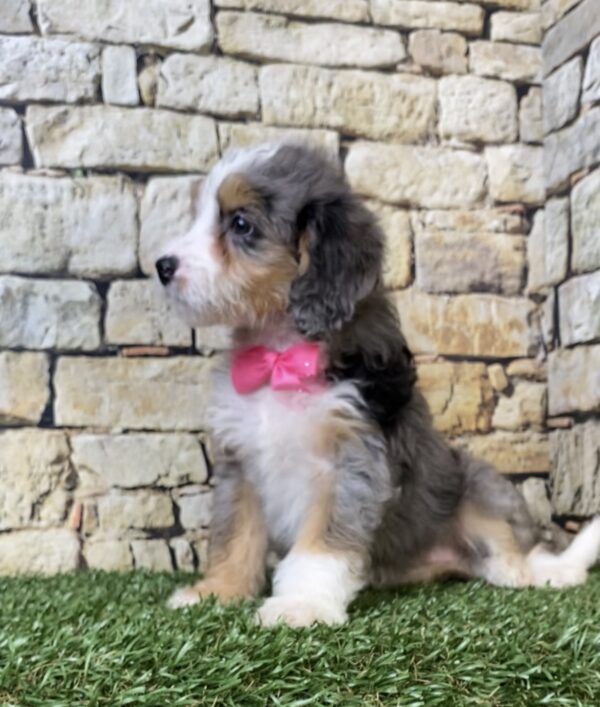 Photo of Ms. Waffles the F1B Micro Mini-Bernedoodle puppy