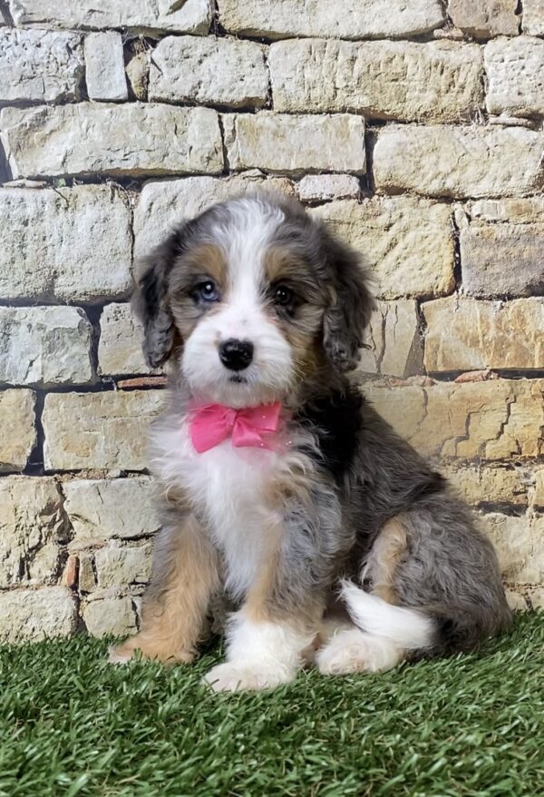 Photo of Ms. Waffles the F1B Micro Mini-Bernedoodle puppy