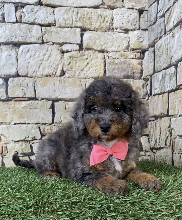Ms. Wanda the F1B Micro Mini-Bernedoodle puppy
