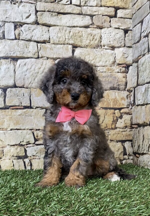 Photo of Ms. Wanda the F1B Micro Mini-Bernedoodle puppy