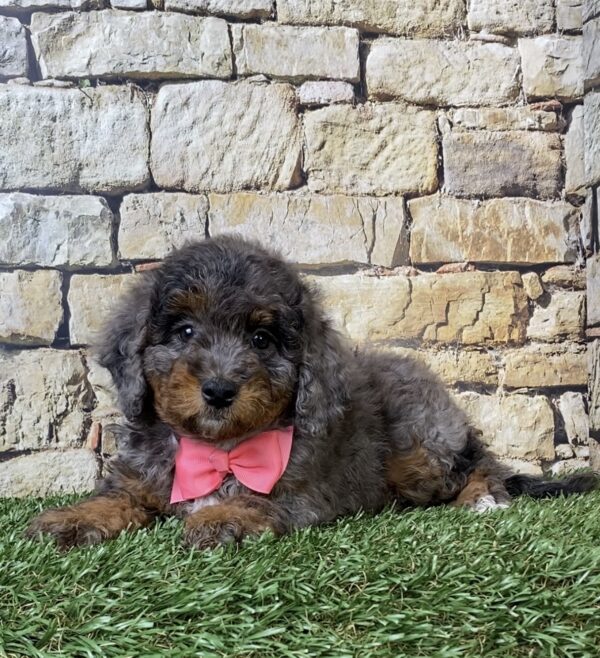 Photo of Ms. Wanda the F1B Micro Mini-Bernedoodle puppy