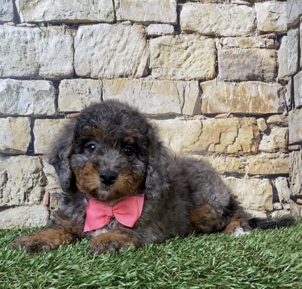 Photo of Ms. Wanda the F1B Micro Mini-Bernedoodle puppy