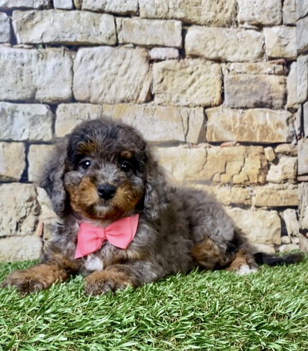 Photo of Ms. Wanda the F1B Micro Mini-Bernedoodle puppy