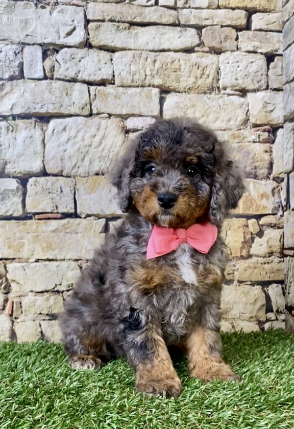 Photo of Ms. Wanda the F1B Micro Mini-Bernedoodle puppy