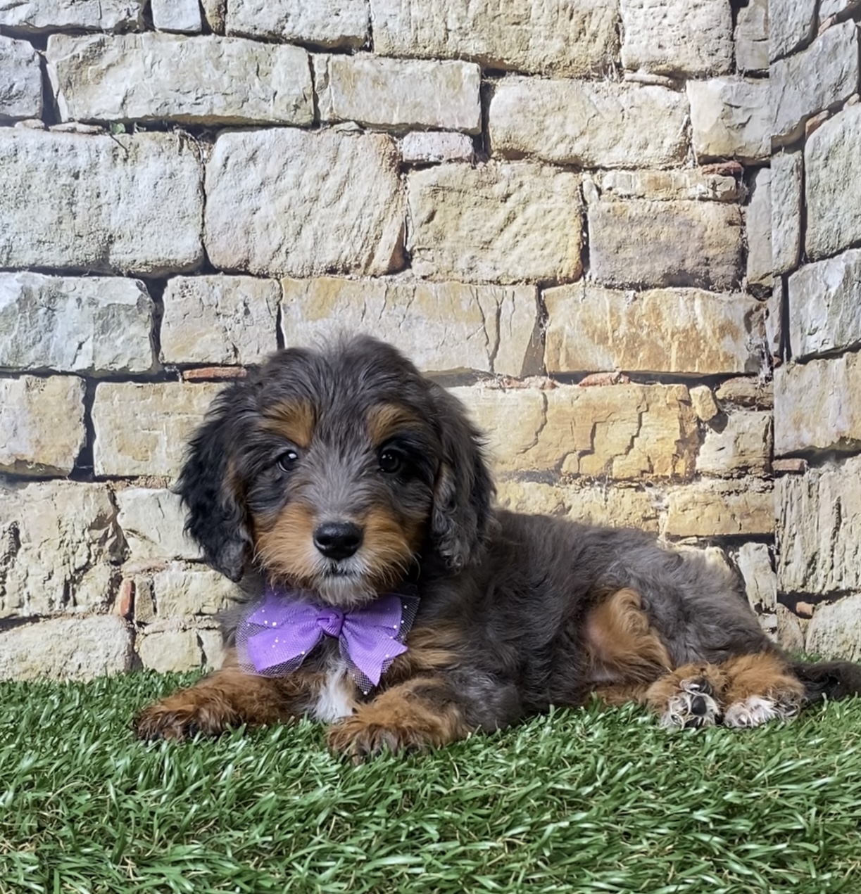 Photo of Ms. Wilma the F1B Micro Mini-Bernedoodle puppy