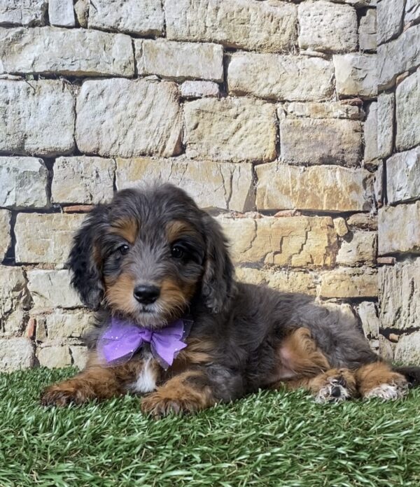 Photo of Ms. Wilma the F1B Micro Mini-Bernedoodle puppy
