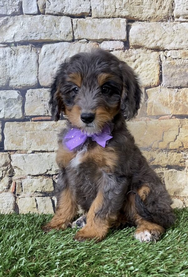 Photo of Ms. Wilma the F1B Micro Mini-Bernedoodle puppy