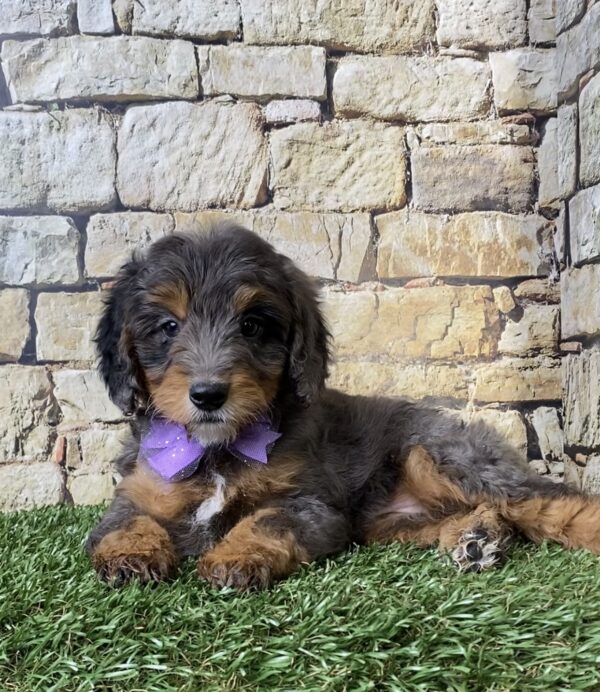 Photo of Ms. Wilma the F1B Micro Mini-Bernedoodle puppy