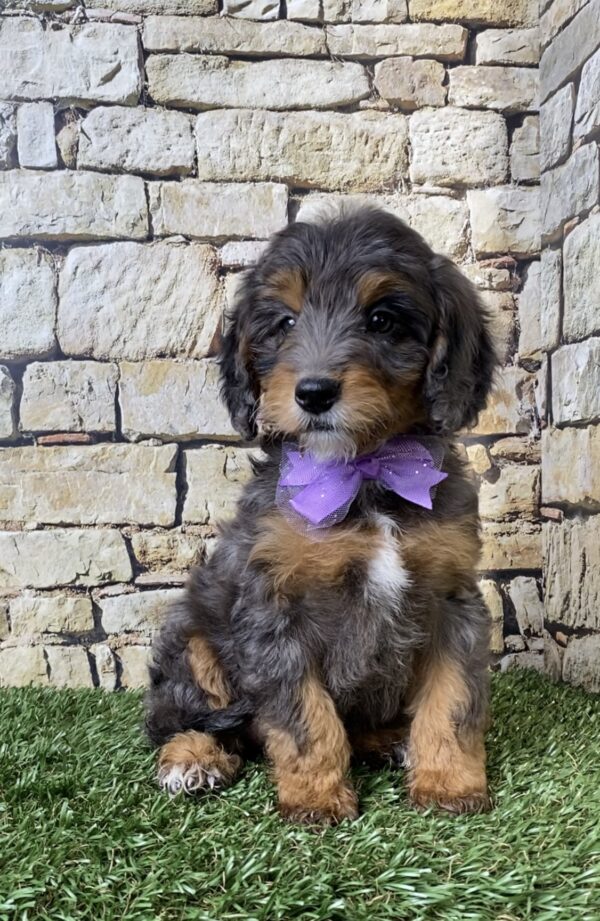 Photo of Ms. Wilma the F1B Micro Mini-Bernedoodle puppy
