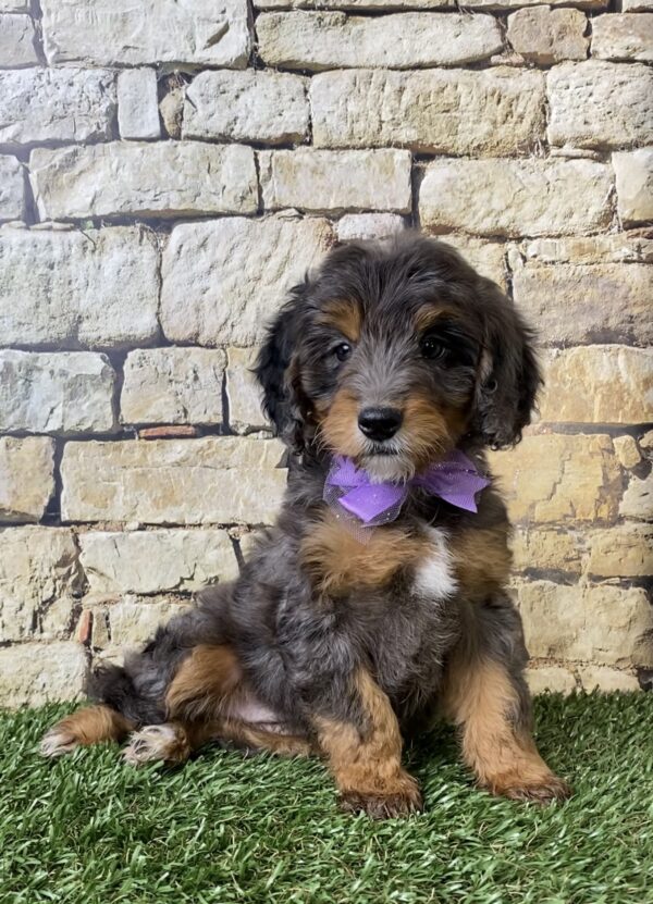 Photo of Ms. Wilma the F1B Micro Mini-Bernedoodle puppy