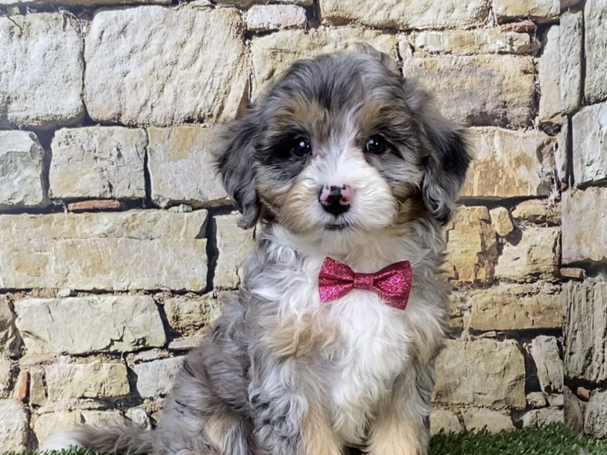 AR×Moon sporeling pup Ms. Wren The F1B Mini-Bernedoodle | The Bernedoodles