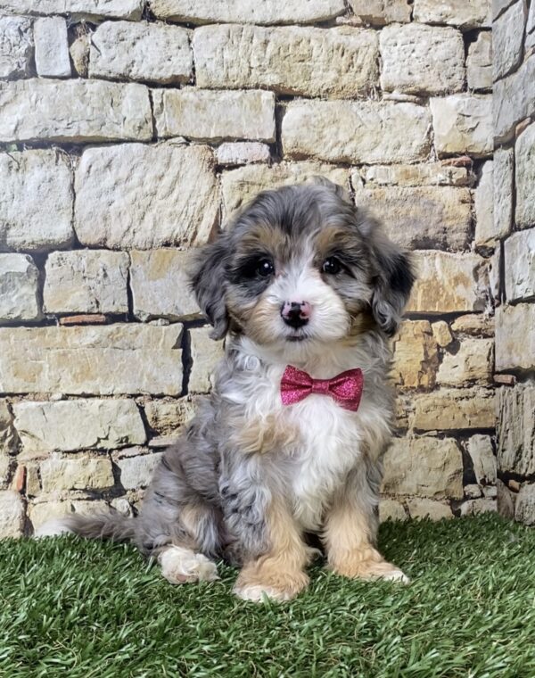Ms. Wren the F1B Micro Mini-Bernedoodle puppy