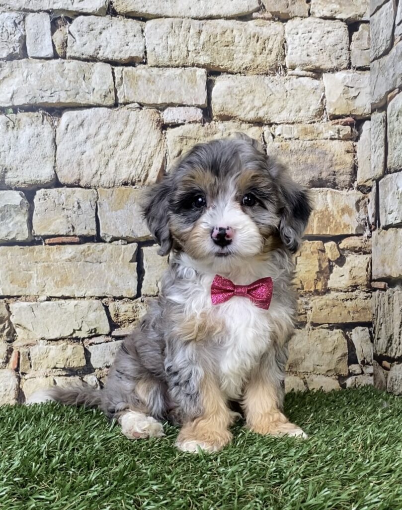 Photo of Ms. Wren the F1B Micro Mini-Bernedoodle puppy