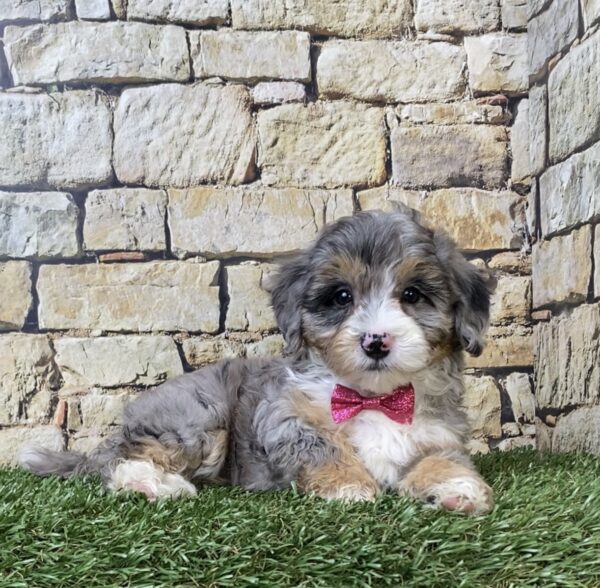 Photo of Ms. Wren the F1B Micro Mini-Bernedoodle puppy