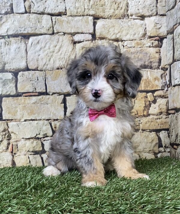 Photo of Ms. Wren the F1B Micro Mini-Bernedoodle puppy
