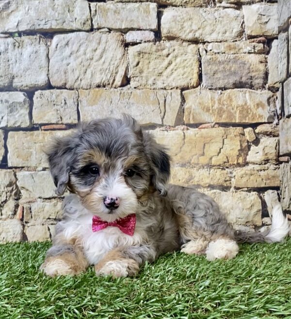 Photo of Ms. Wren the F1B Micro Mini-Bernedoodle puppy