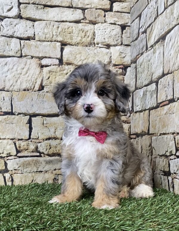 Photo of Ms. Wren the F1B Micro Mini-Bernedoodle puppy